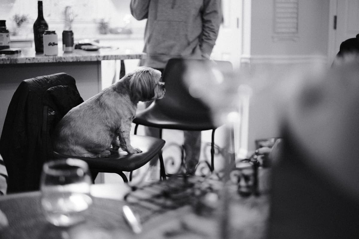 Ironic Photography [New York, NY]